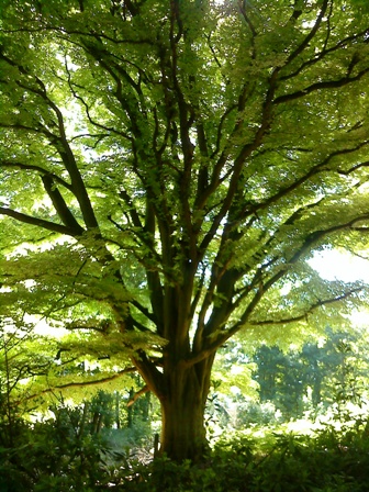 Mature beech tree at Youlbury Campsite